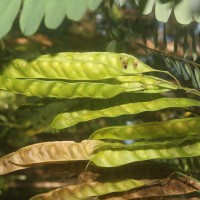 Calpurnia aurea (Aiton) Benth.